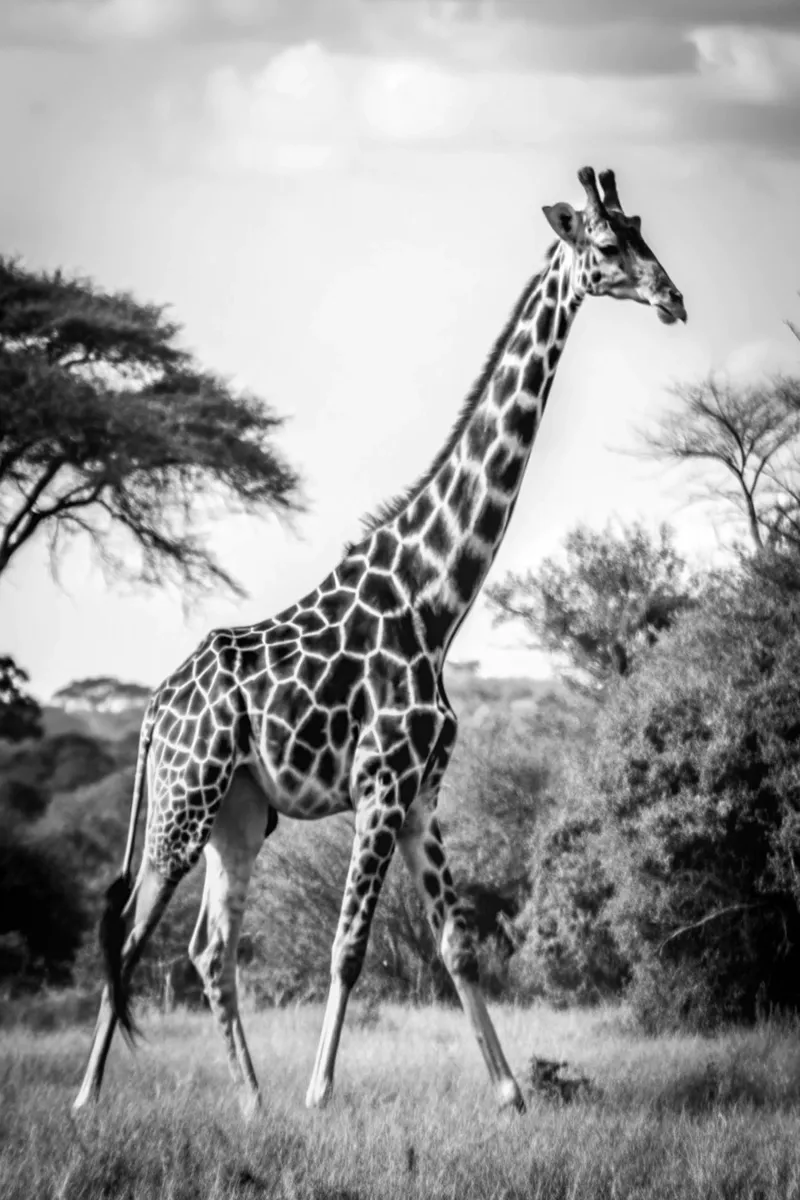 volto di giraffa fotografia animale in bianco e nero poster da kanayaa