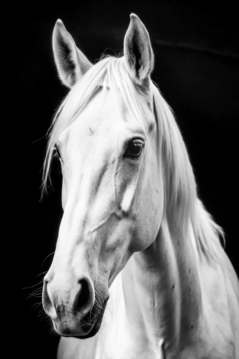 faccia di cavallo fotografia animale in bianco e nero poster con telaio in alluminio da kanayaa