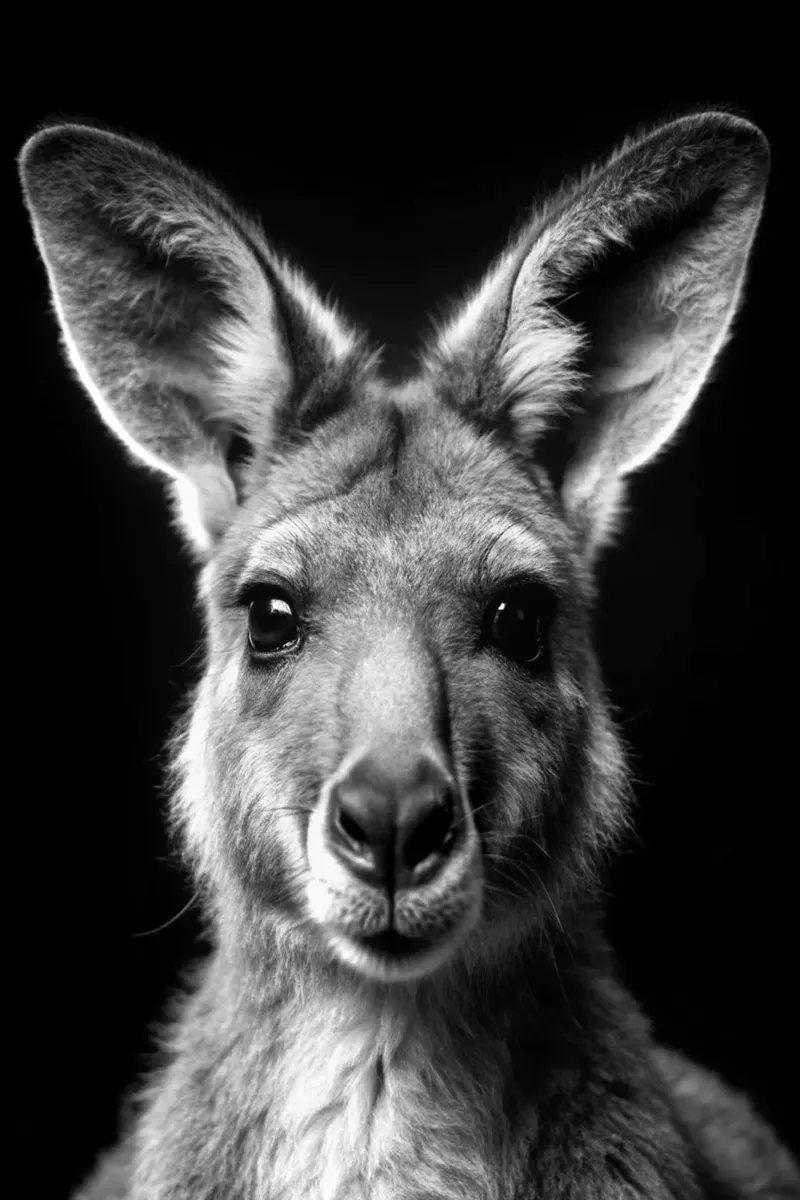 cara de canguro fotografía de animales en blanco y negro hahnemühle de kanayaa