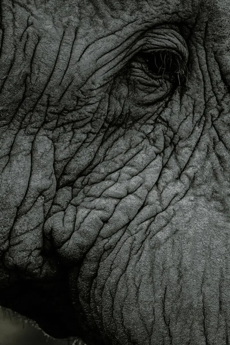 Olifant 01 pellicola backlit da Shot By Clint
