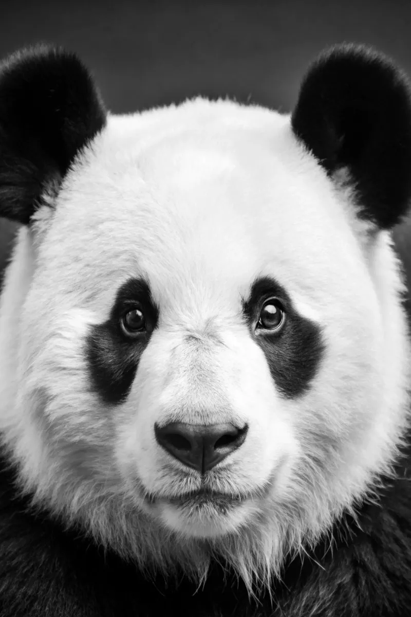 visage de panda photographie animalière noir et blanc poster avec cadre en bois de kanayaa