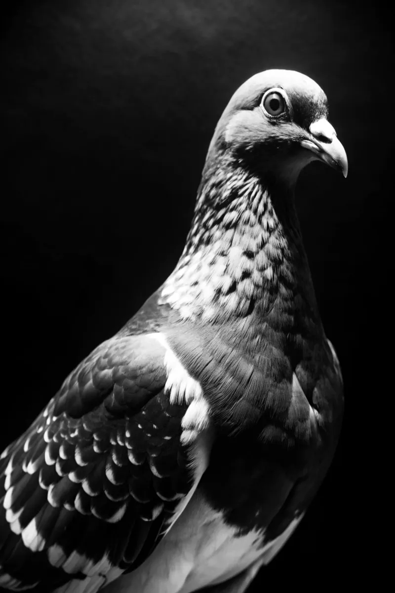 duivengezicht zwart-wit dierenfotografie poster met aluminium frame van kanayaa