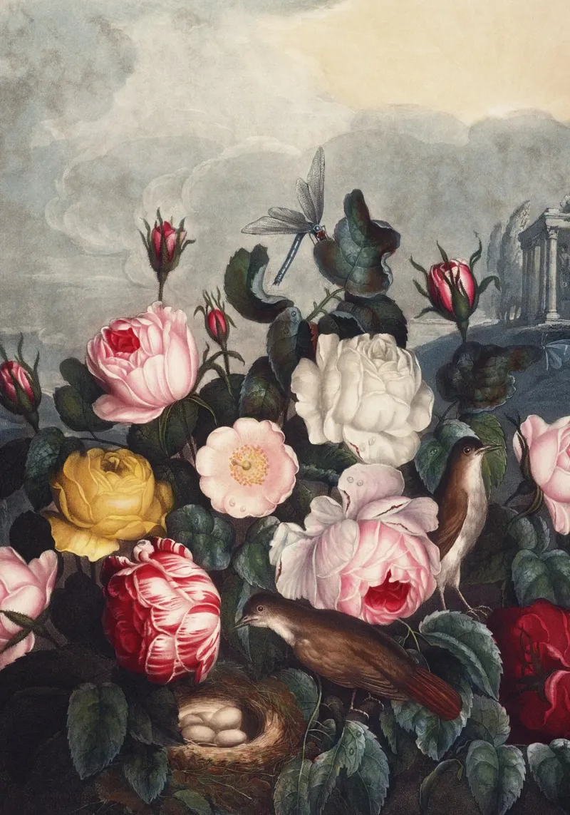 Vintage Thornton 5 Roses poster van Vintage Print Collection