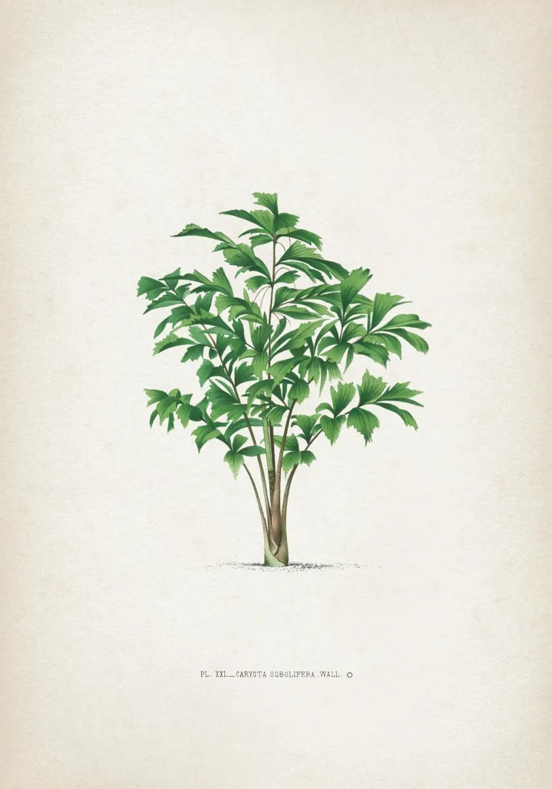 Vintage Kerchove 3 Les Palmiers 21 poster con telaio in plastica da Vintage Print Collection
