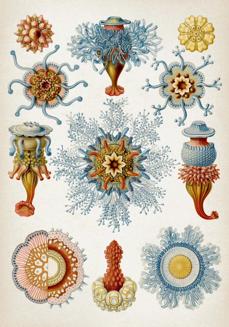 Vintage Haeckel 2 Tafel 17 Staatsquallen poster de Vintage Print Collection