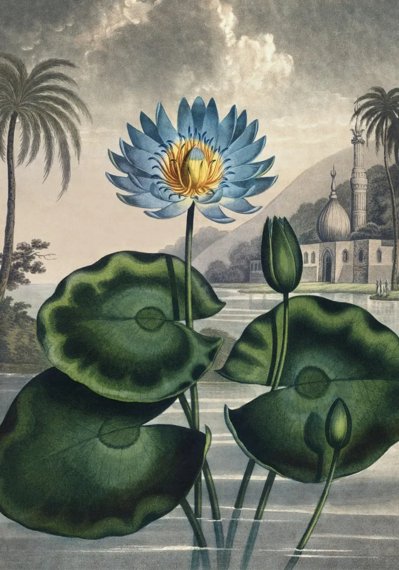 Vintage Thornton 5 Water Lily poster con telaio in alluminio da Vintage Print Collection