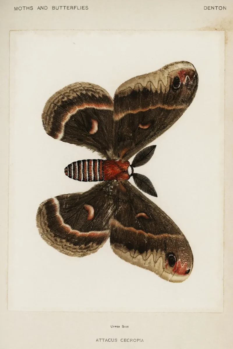 Cecropia Moth  Butterflies alluminio dibond da vintageshop