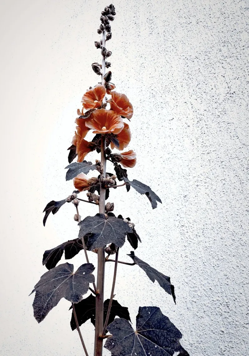 Fiore rosso estivo tela con Cornice a cassetta da KISSA STUDIO