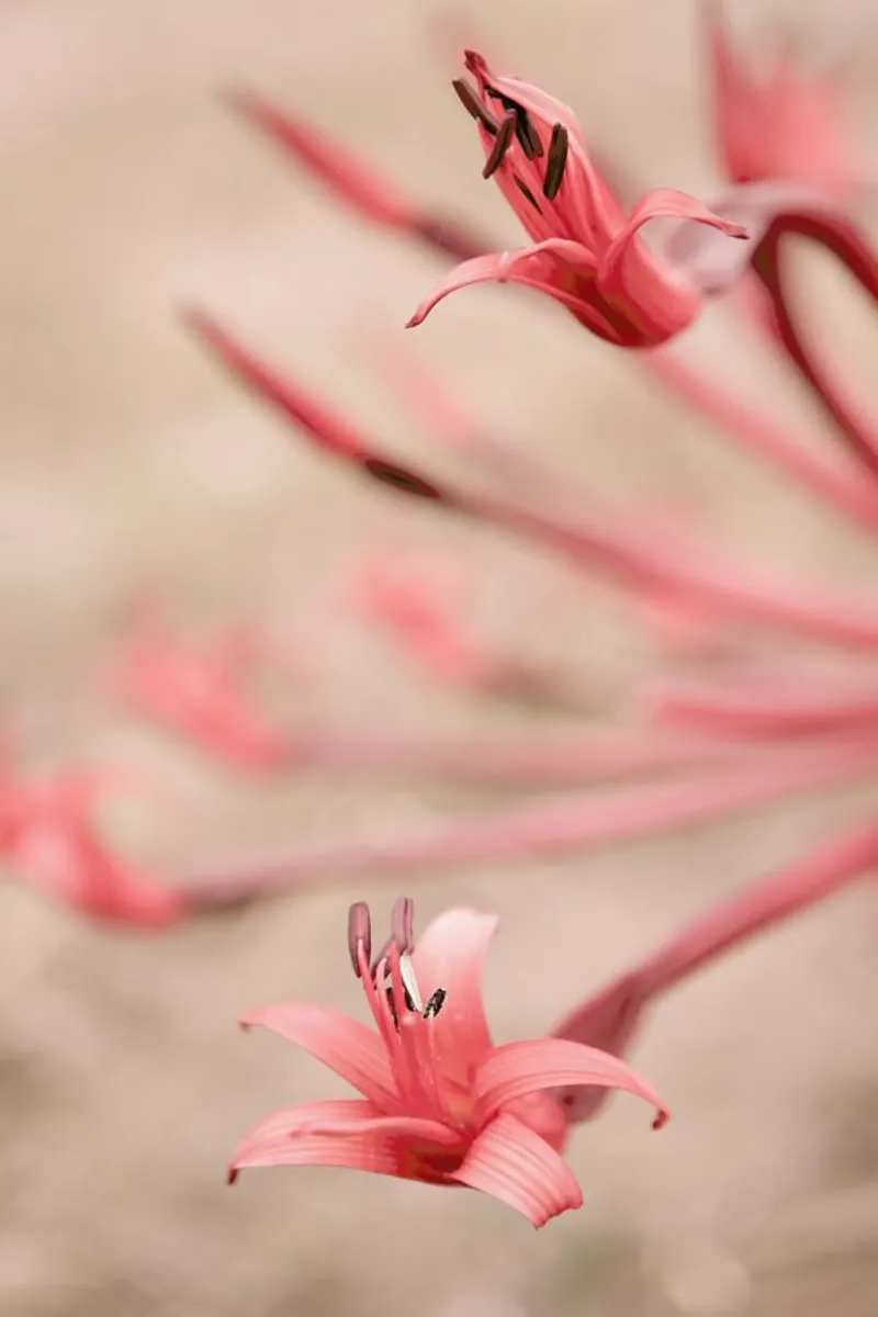 Fire Lilly pellicola backlit da Shot By Clint