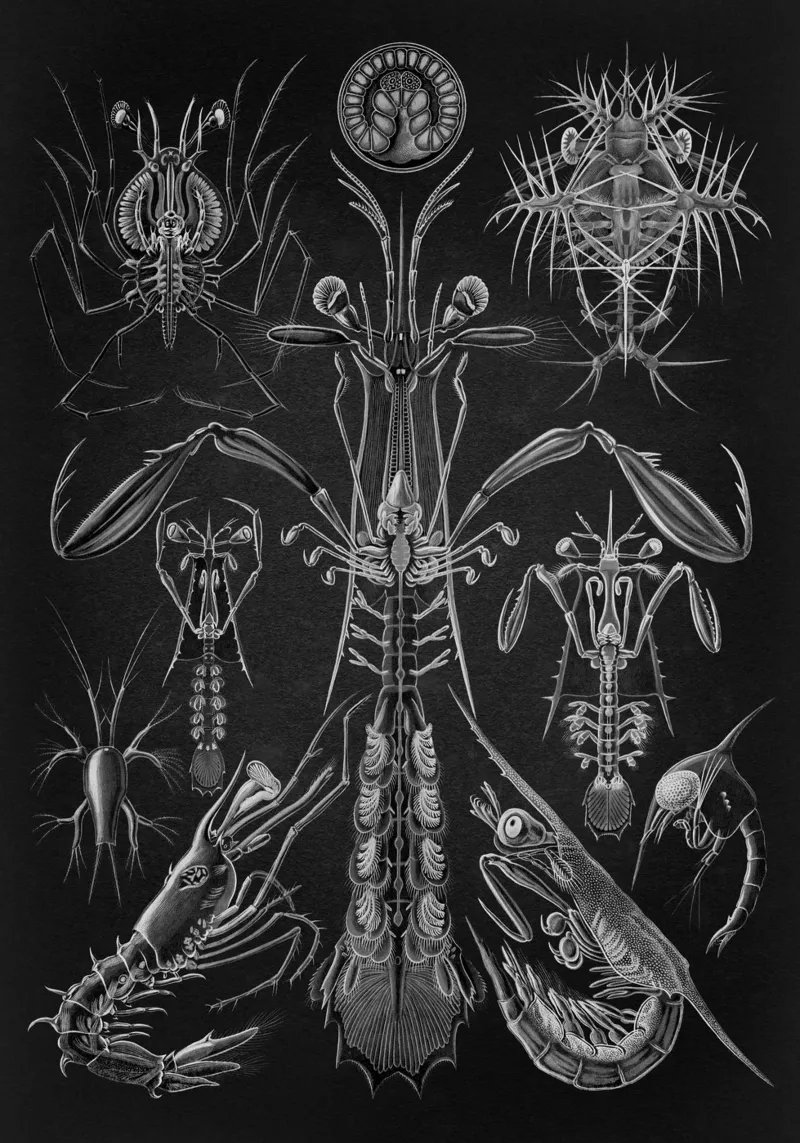 Vintage Haeckel 9 Tafel 76 Panzerkrebse poster con telaio in alluminio da Vintage Print Collection