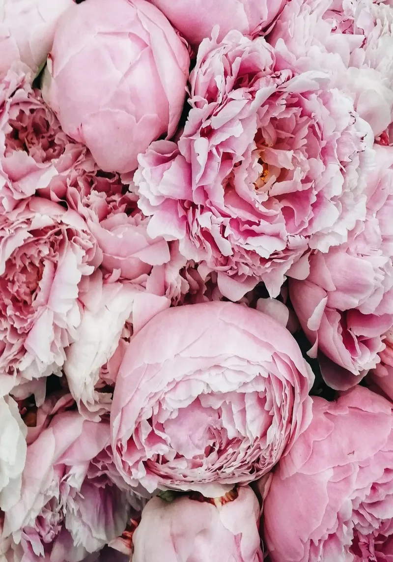 Pink Peonies acrylic glass by GraceDigitalArtCo