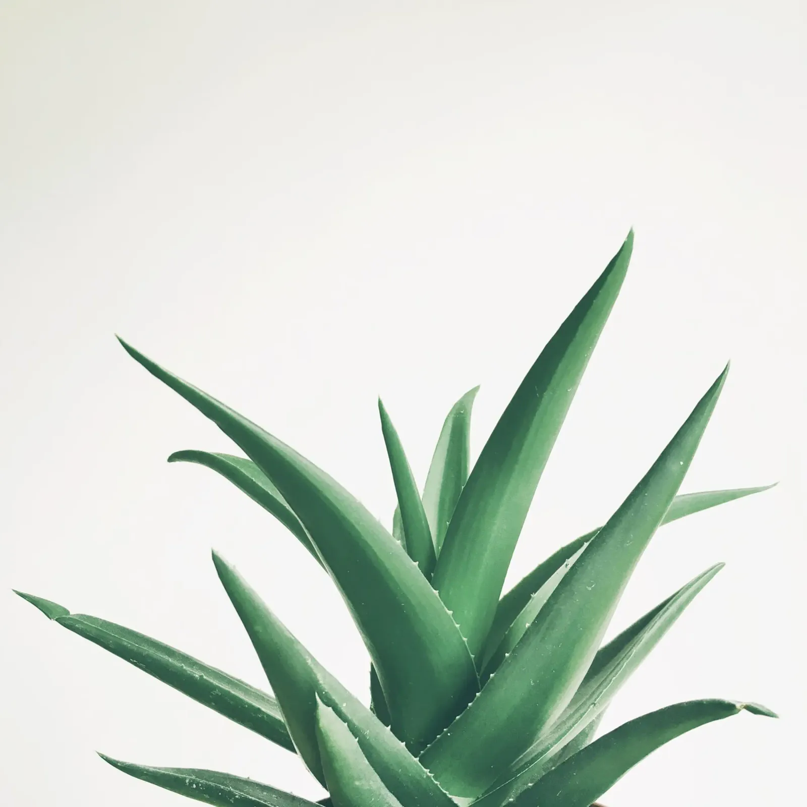 Leaves hahnemühle by Cassia Beck Photography