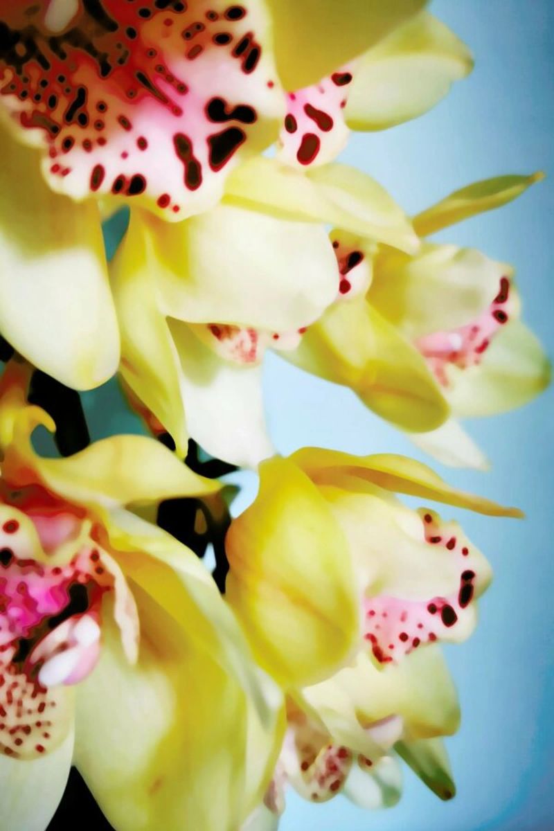 Orchids 9 pellicola backlit da Angelo Cerantola