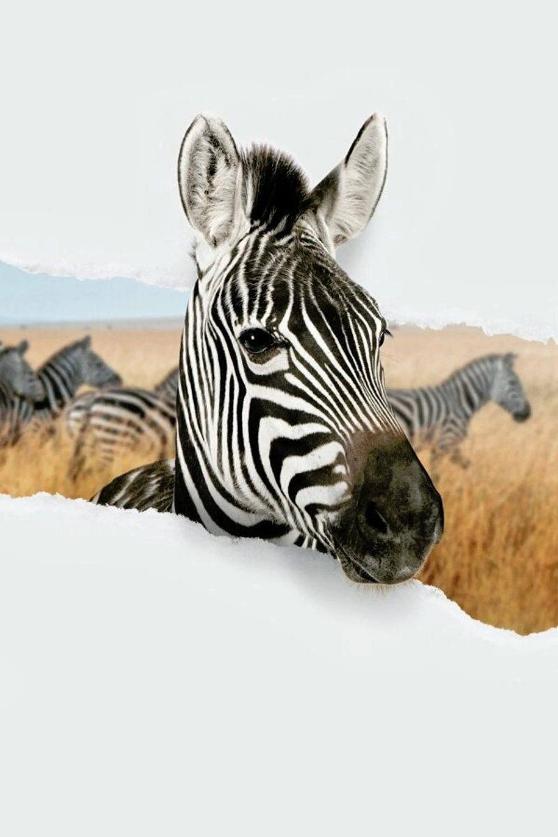Zebra Torn Paper poster da JONAS LOOSE KIDS