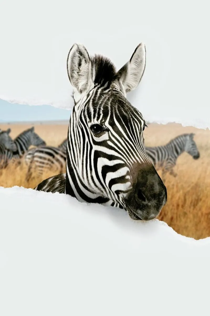 Zebra Torn Paper alluminio dibond da JONAS LOOSE KIDS