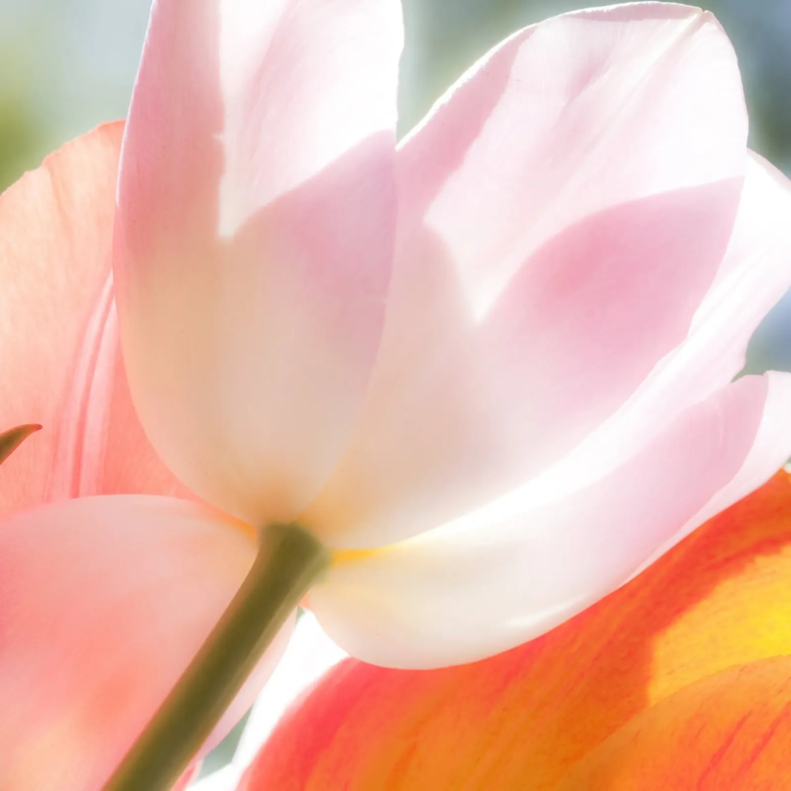 Tulipani macro plexiglass da PhotoVibe Decor