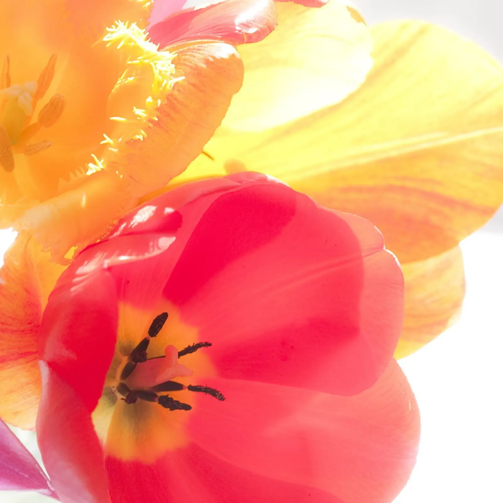 Tulipani macro alluminio dibond da PhotoVibe Decor