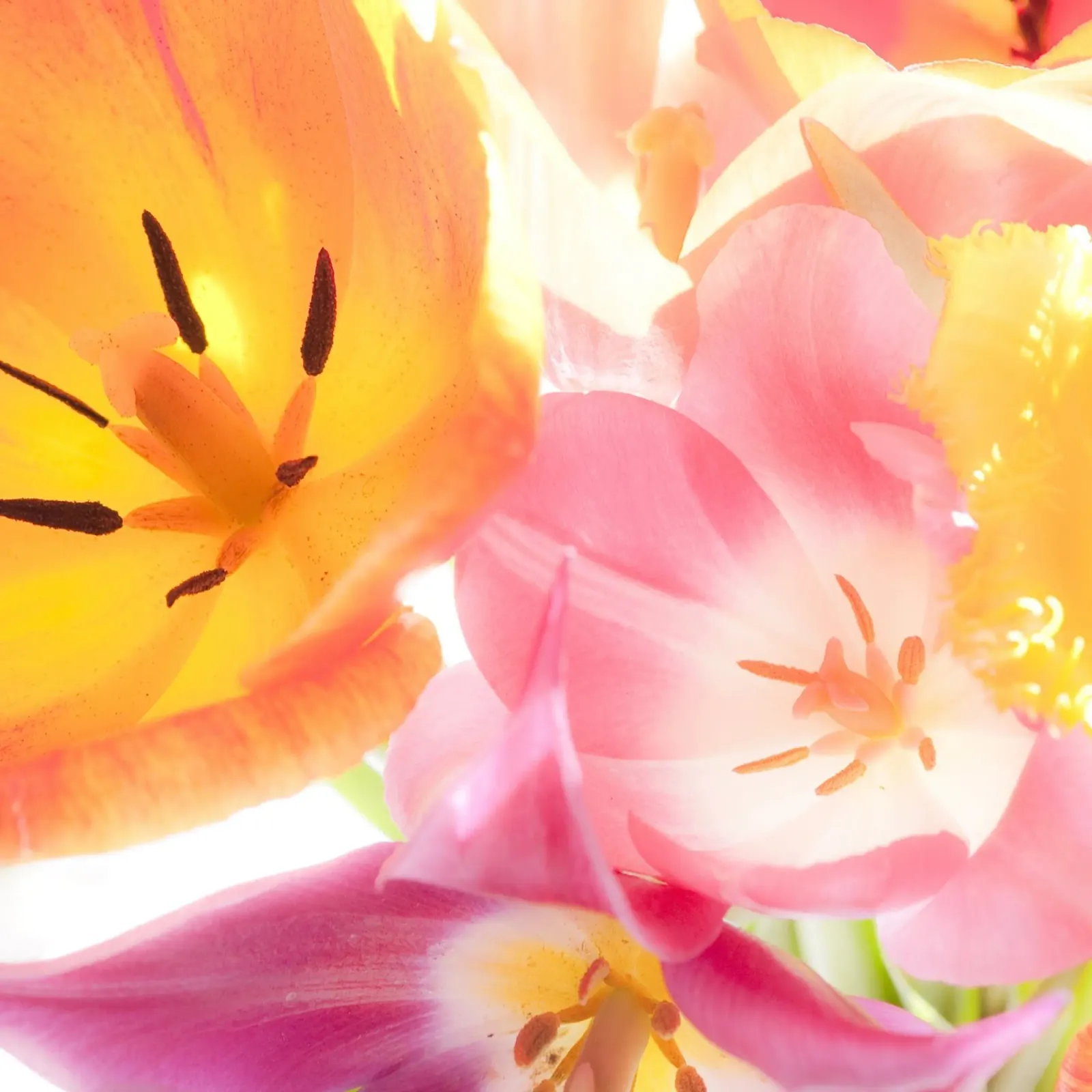 Tulipani macro alluminio dibond da PhotoVibe Decor