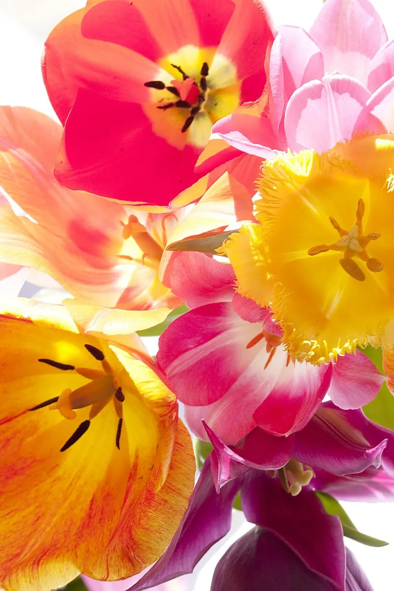 Tulipani macro plexiglass da PhotoVibe Decor