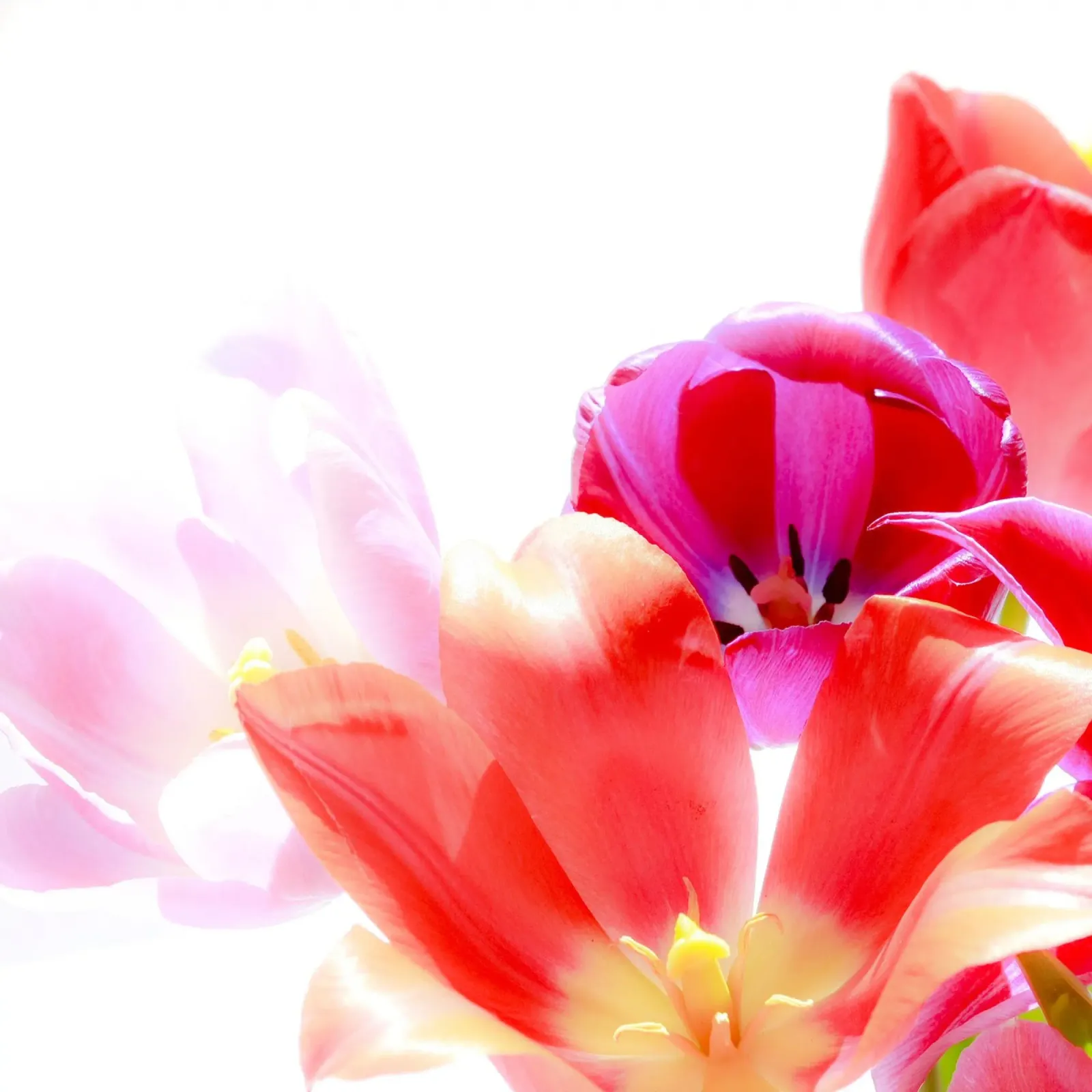 Tulipani macro alluminio dibond da PhotoVibe Decor