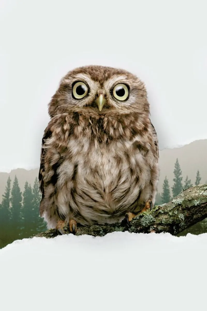 Owl Torn Paper hahnemühle van JONAS LOOSE KIDS