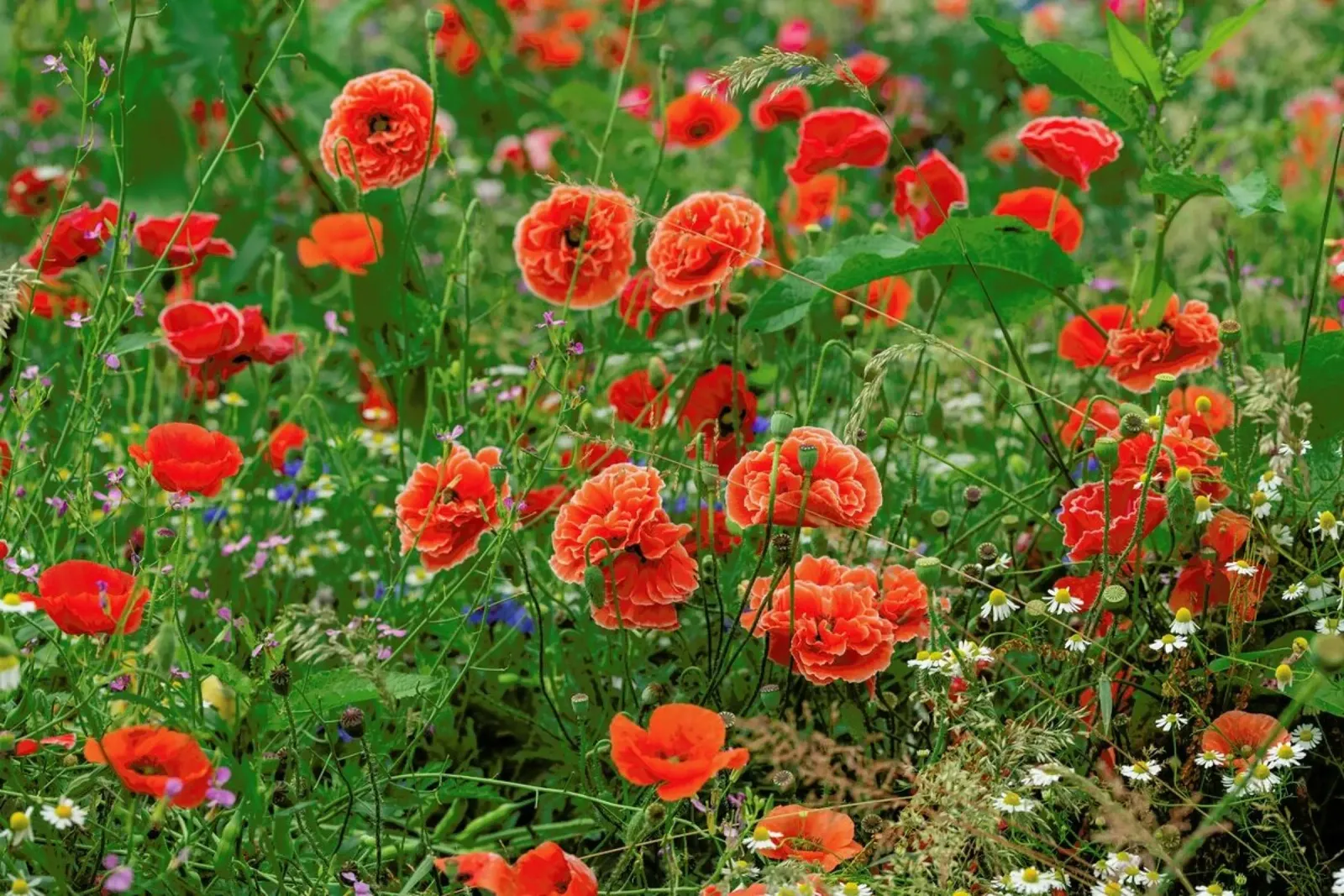 Romantic Red Poppies pellicola backlit da Curious Collections by Marielle Leenders