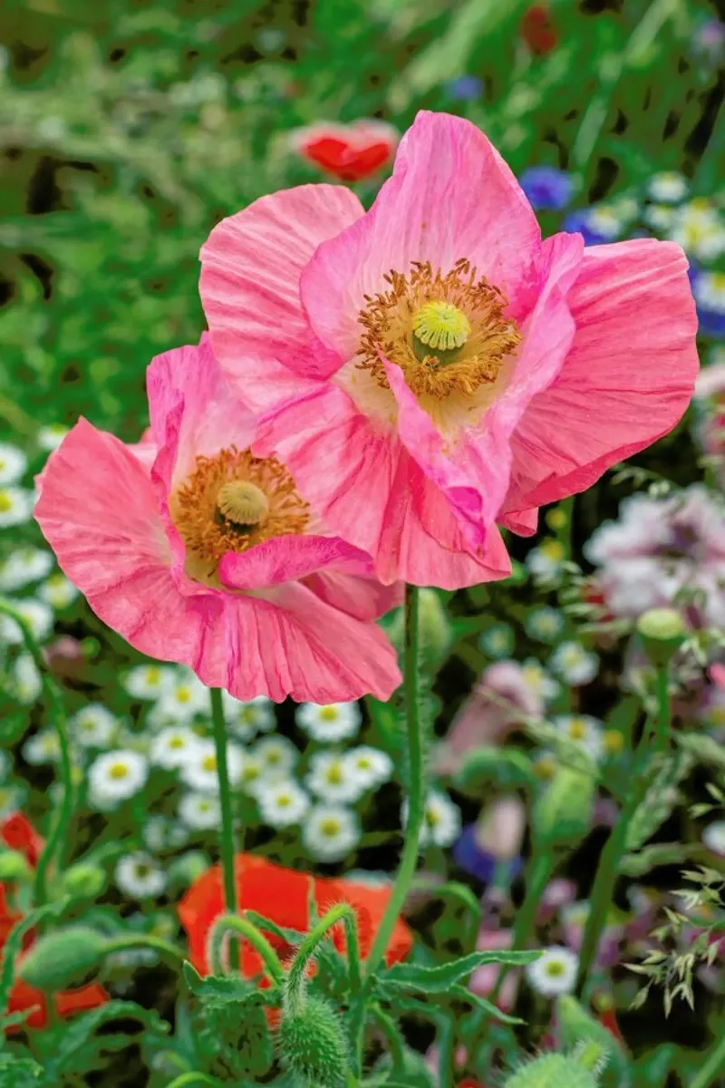 Pink Poppy Duo pannello forex da Curious Collections by Marielle Leenders