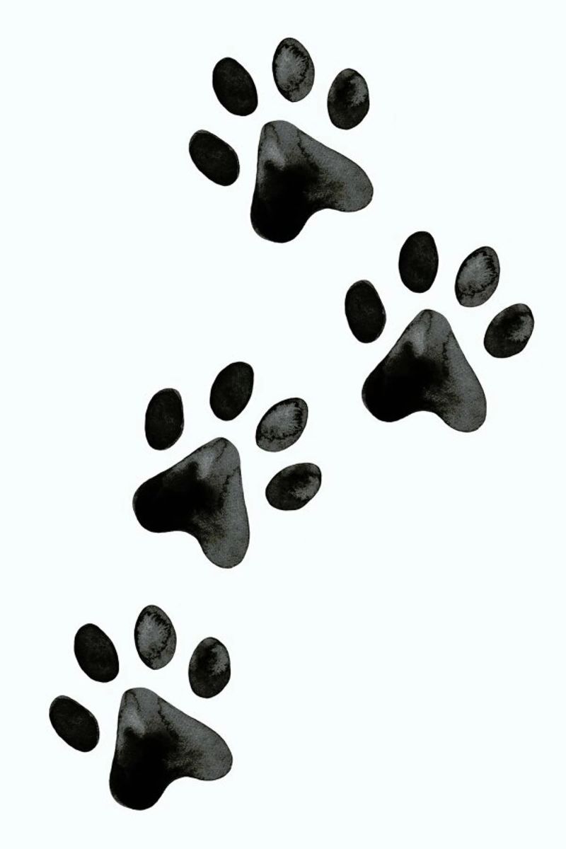 Pawprints poster by Little Flourishes