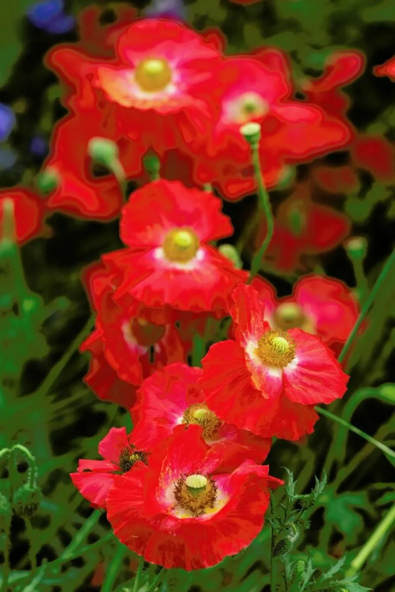 Wild Red Poppies pellicola backlit da Curious Collections by Marielle Leenders