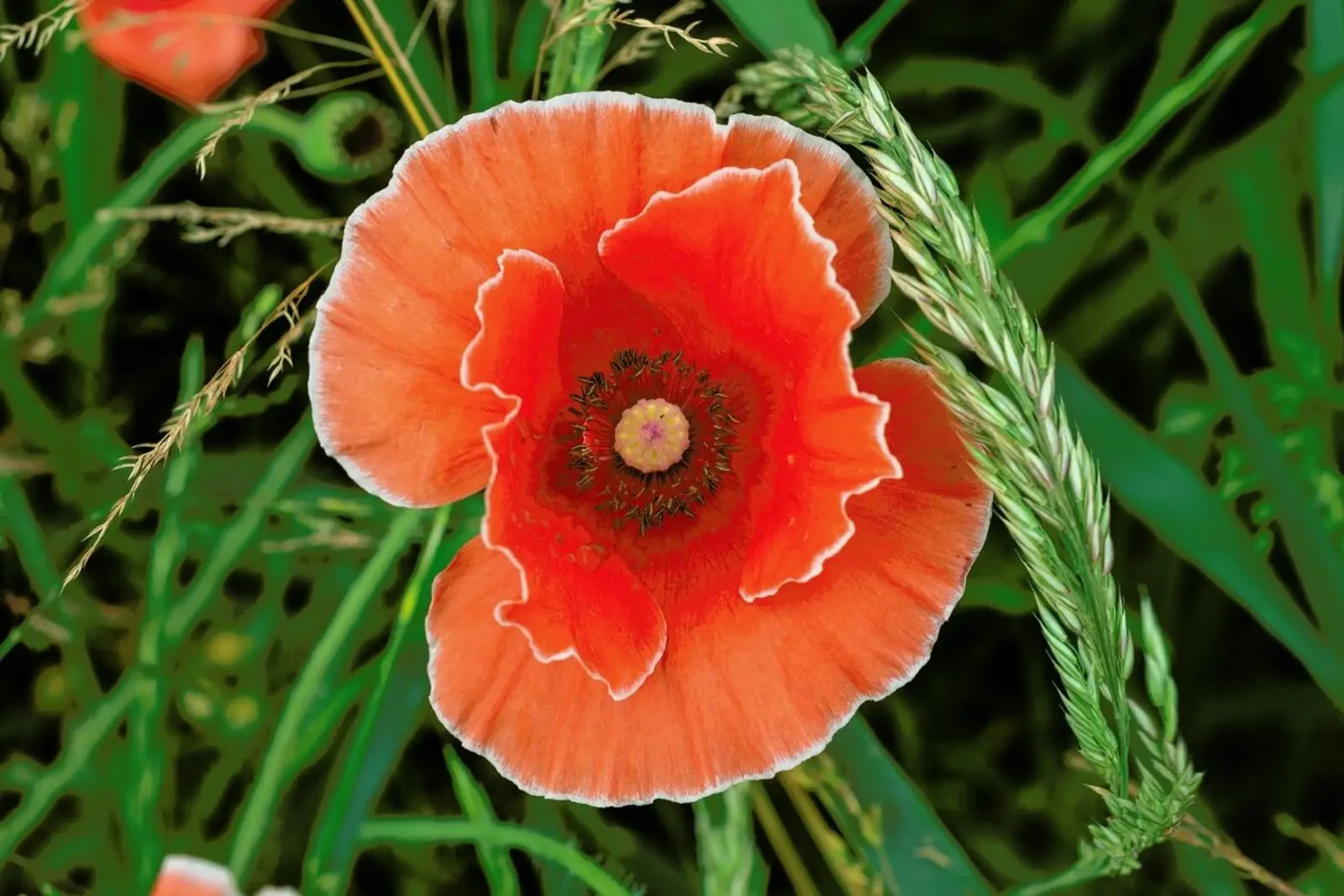 Red/White Poppie pellicola backlit da Curious Collections by Marielle Leenders
