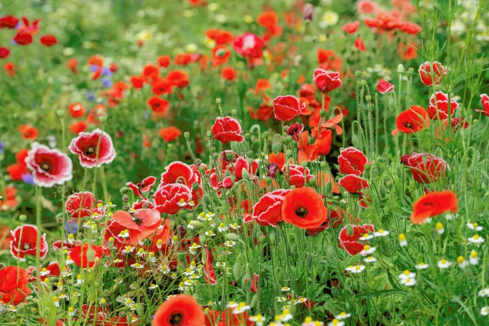 Mixed Red Poppyfield pellicola backlit da Curious Collections by Marielle Leenders