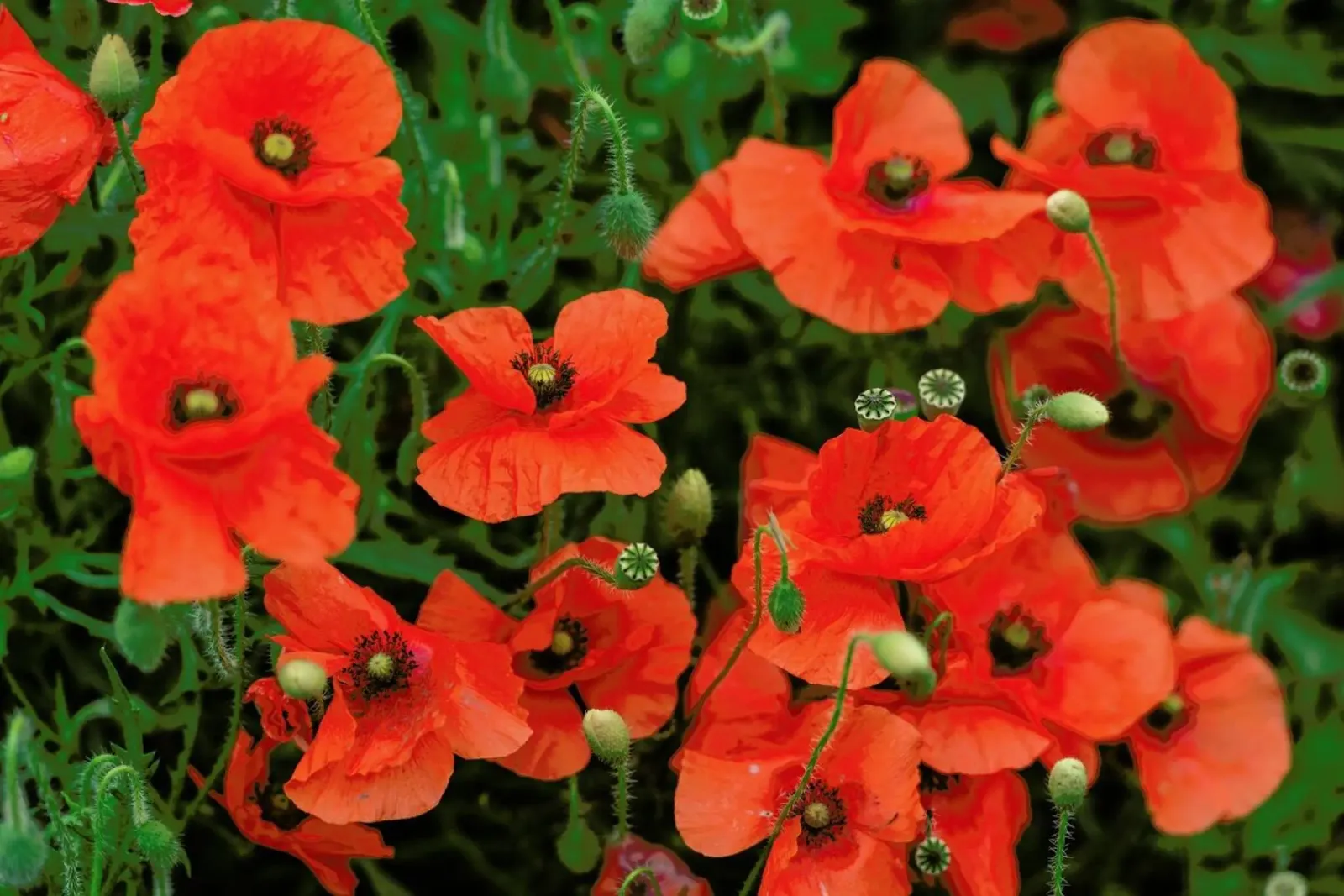 Red poppies pellicola backlit da Curious Collections by Marielle Leenders