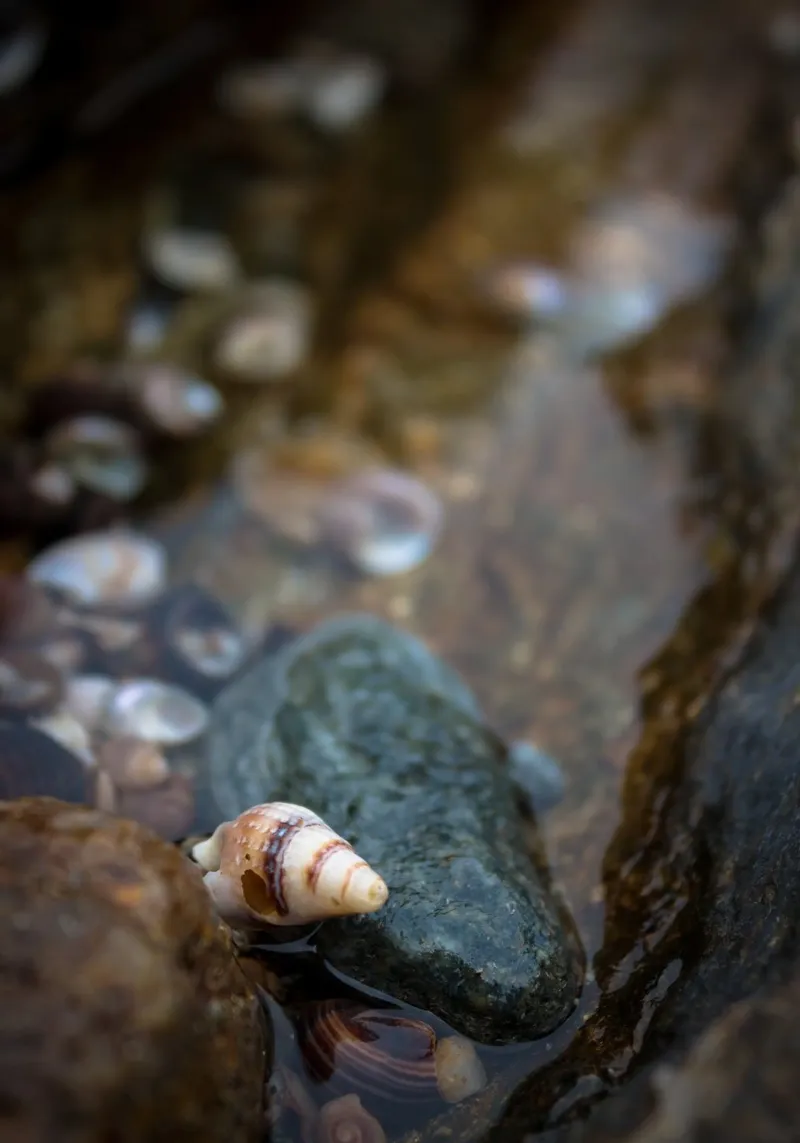 A shellfish washed up by the tide canvas by MiniClic