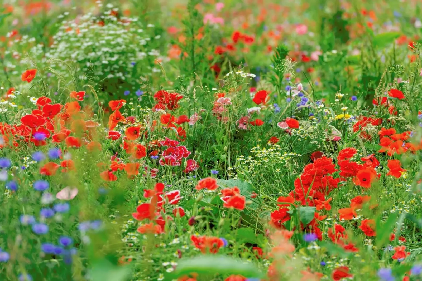 Wild Poppy Field poster by Curious Collections by Marielle Leenders