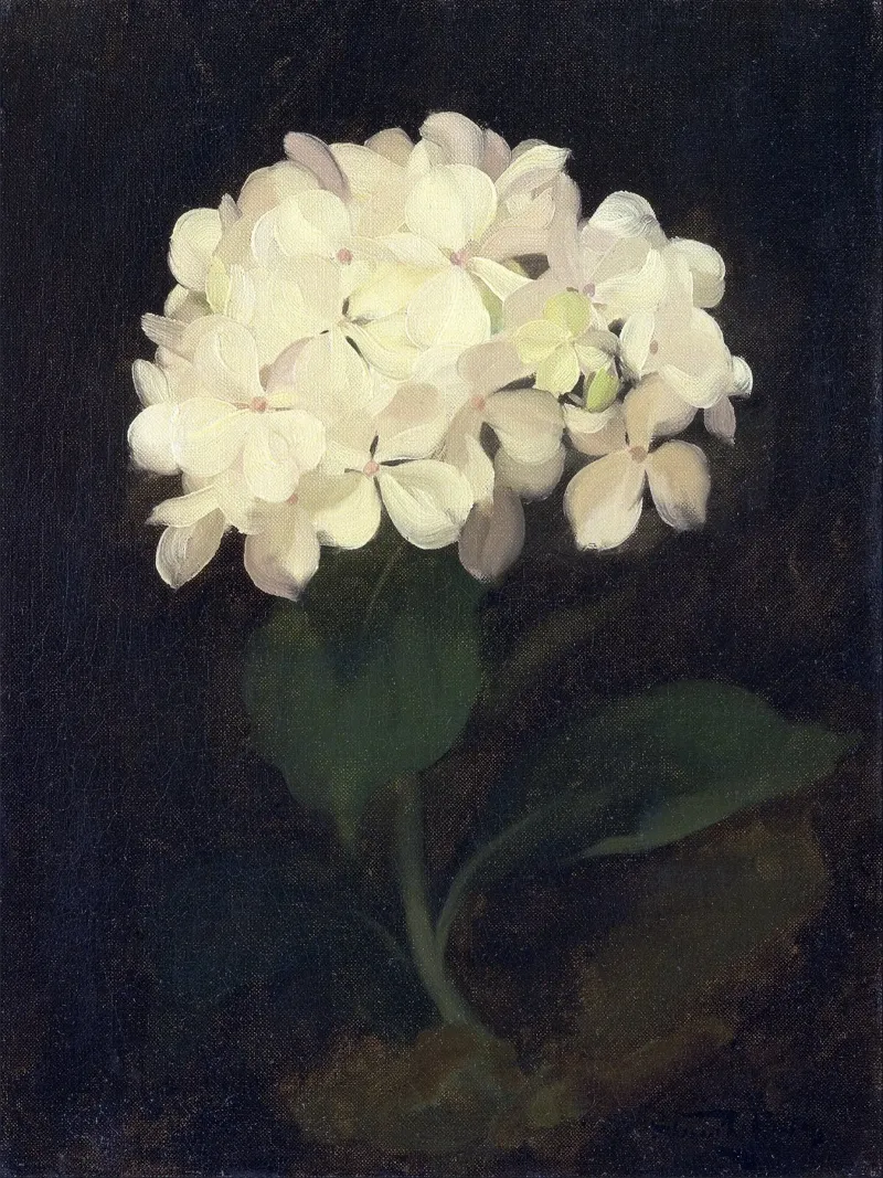 White Hydrangea Flower carta hahnemühle da apoloprints