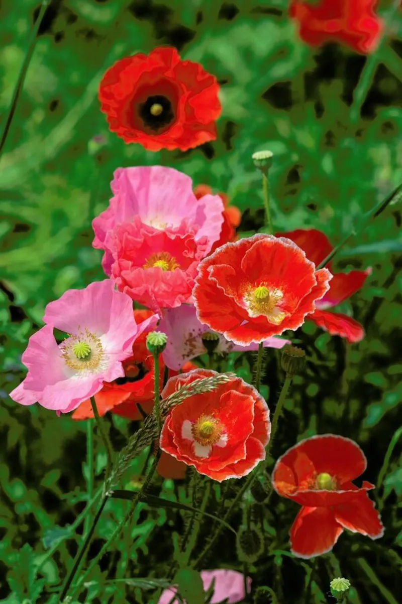 Pink and Red Poppies pellicola backlit da Curious Collections by Marielle Leenders