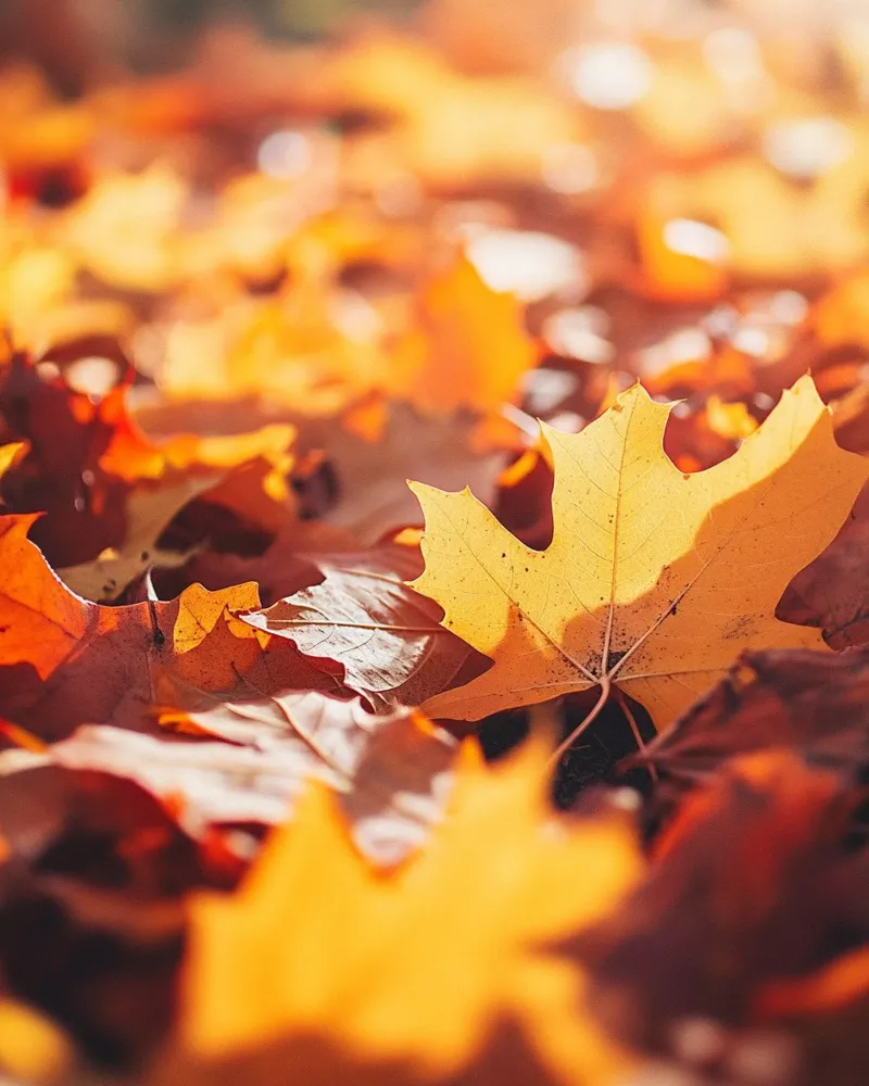 Vibrazioni d'autunno carta hahnemühle da PhotoVibe Decor