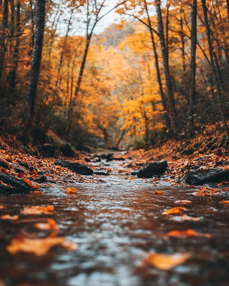 Vibrazioni d'autunno carta hahnemühle da PhotoVibe Decor