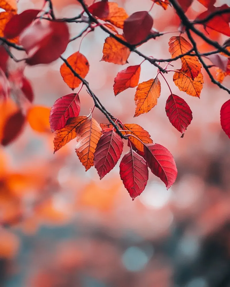 Vibrazioni d'autunno alluminio dibond da PhotoVibe Decor