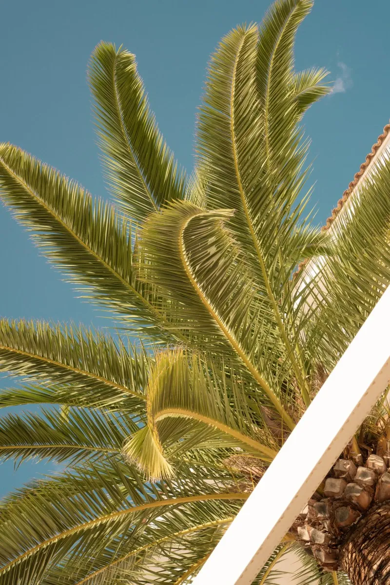 Palm Pattern carta hahnemühle da lieblu