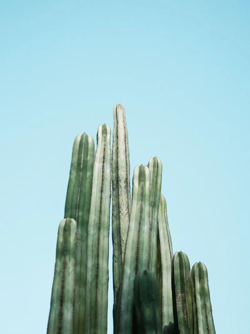 Cacti pannello forex da Raisa Zwart