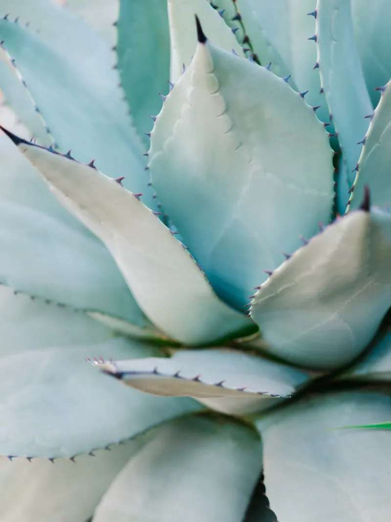 Succulent Green poster con telaio in plastica da Raisa Zwart