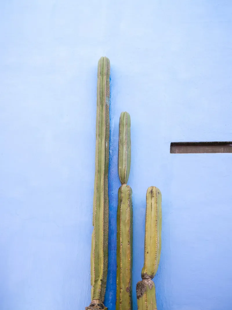 Cactus alti sul blu | Viaggio Oaxaca Messico poster da Raisa Zwart
