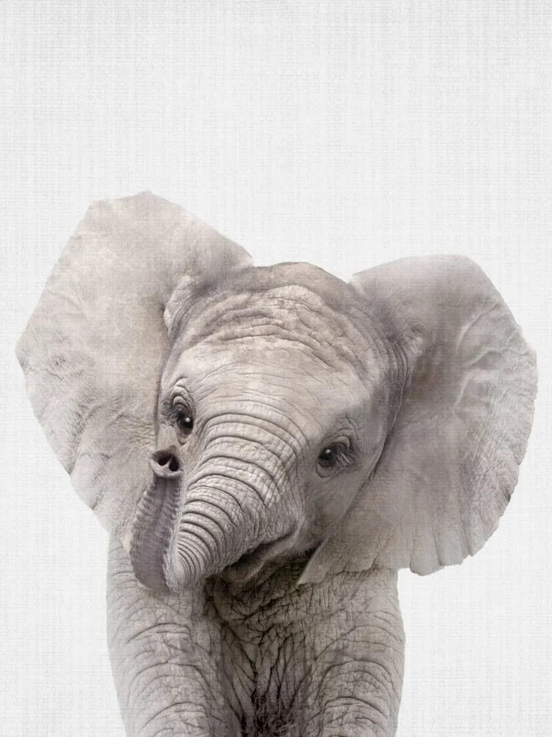 Peekaboo Baby Elephant plexiglass da Lila x Lola