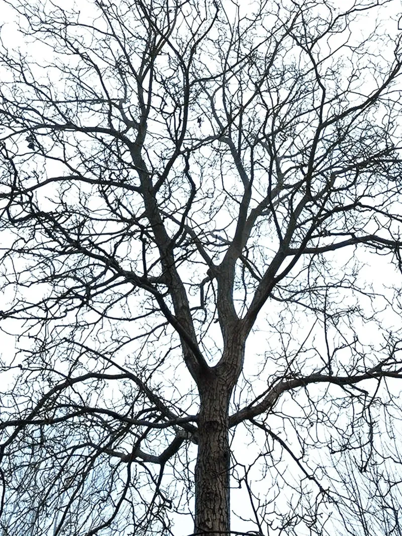 Alberi secchi pellicola backlit da rapunsell