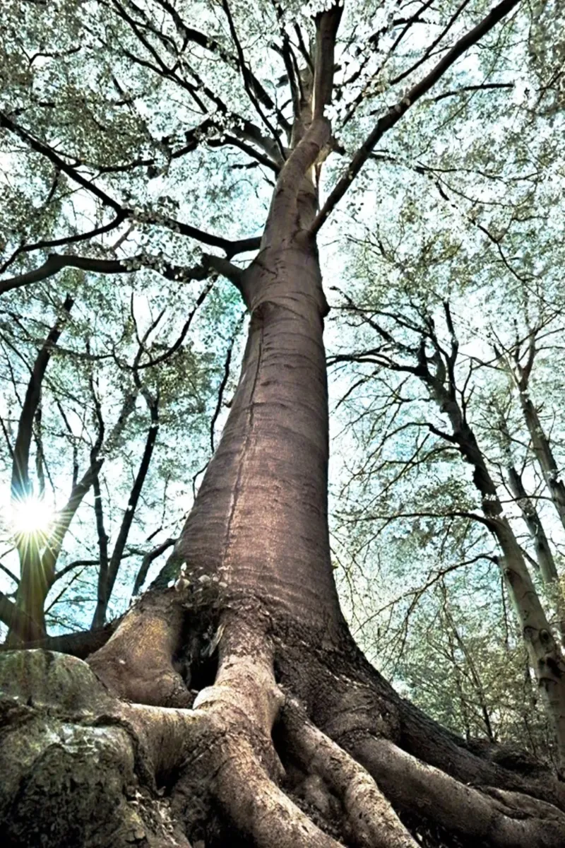 Albero della foresta pellicola backlit da rapunsell