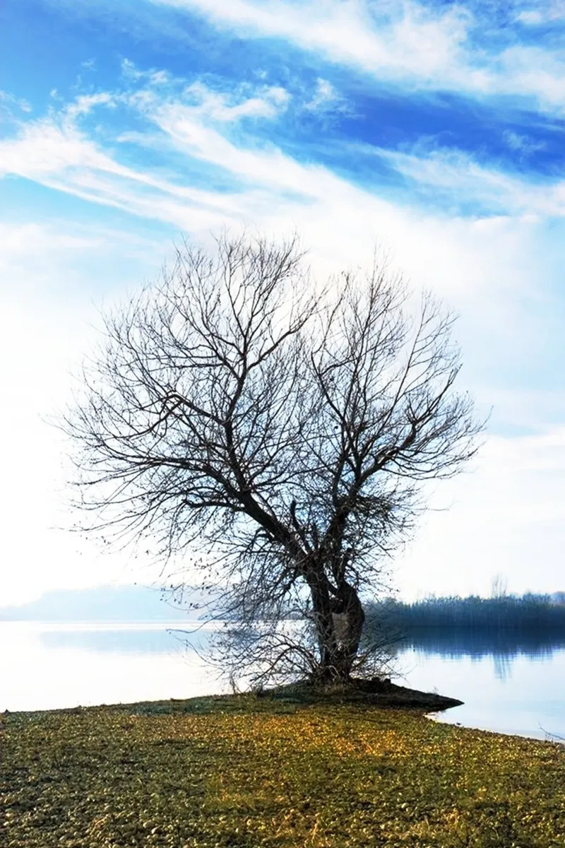 albero sul fiume pellicola backlit da rapunsell