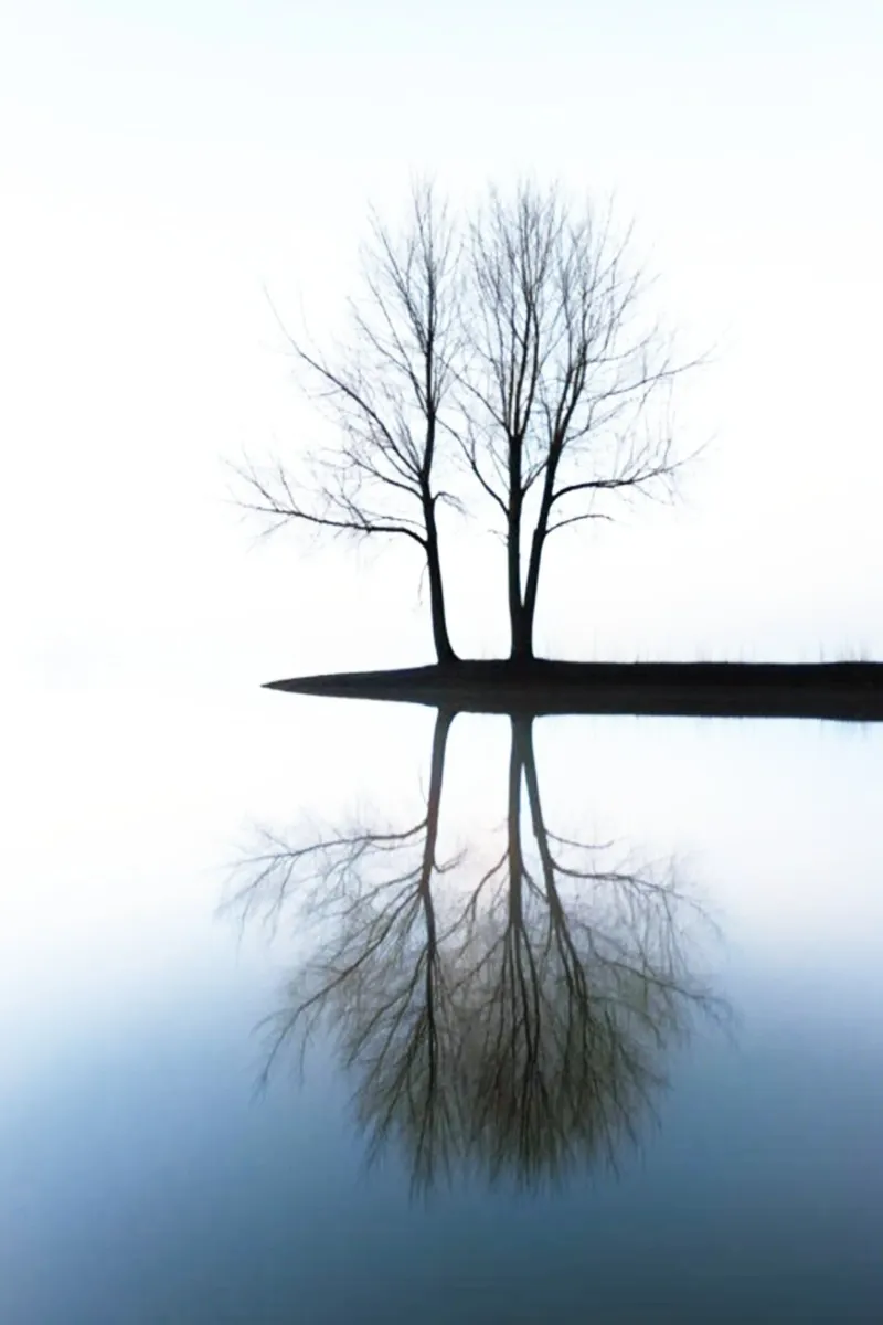 Due alberi secchi su un lago pellicola backlit da rapunsell