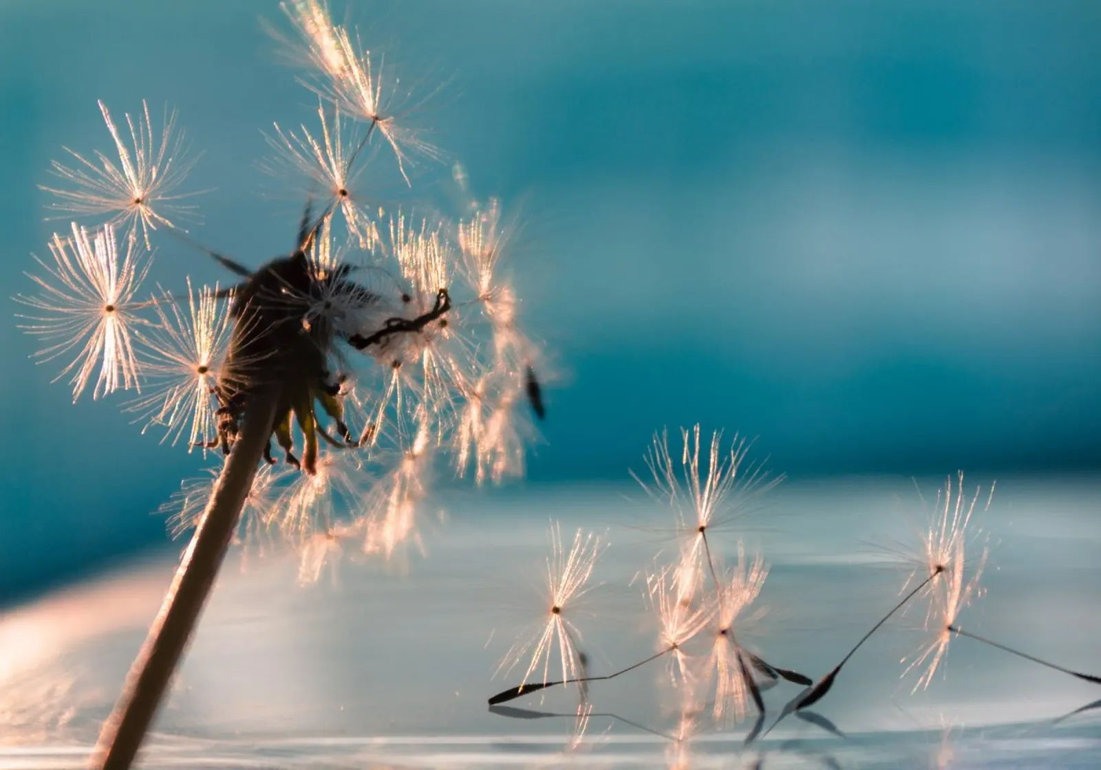 Dandelion, fluffy ball backlit film by MiniClic