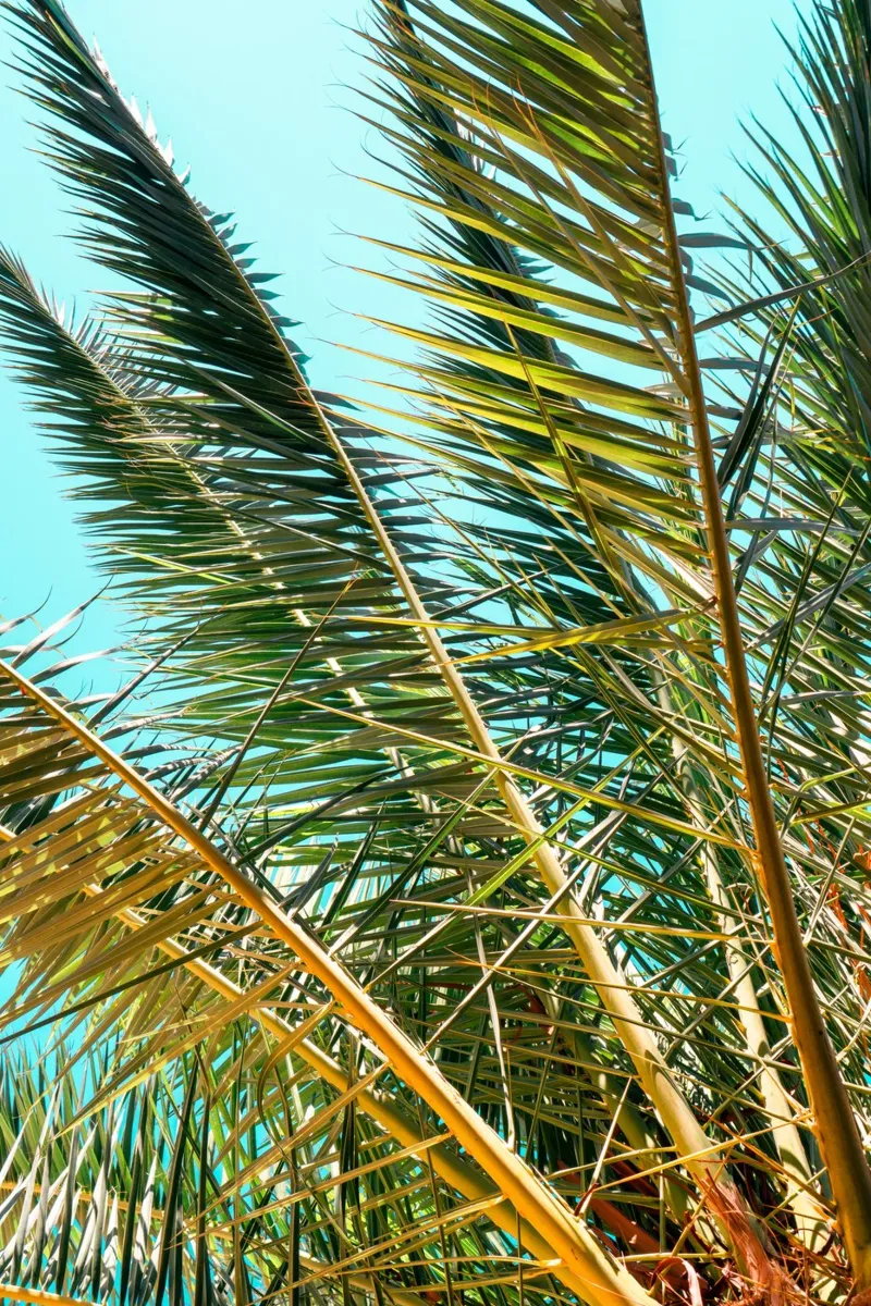 Palm in Blue poster con telaio in legno da lieblu